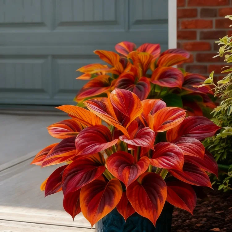 🌌Rare Midnight Hostas Seeds – Like Stars Sprinkled on Every Leaf
