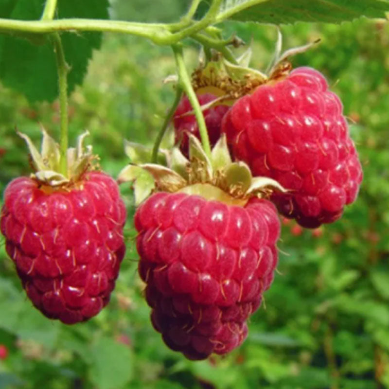 🍓BLACK RASPBERRY ORGANIC NATURAL SEEDS