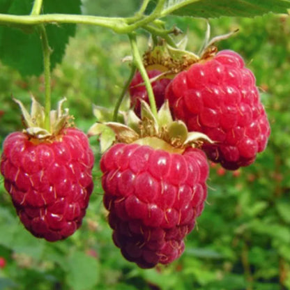 🍓BLACK RASPBERRY ORGANIC NATURAL SEEDS