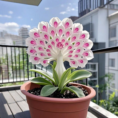 💠 The Queen of Fragrant Blooms — Peacock Orchid Bulbs for Pure Garden Luxury