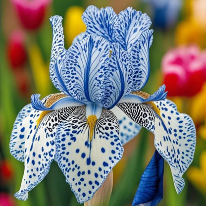 ⚜️Rare Tall Bearded Iris (Premium Bulb Variety)