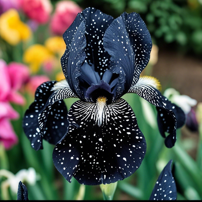 ⚜️Rare Tall Bearded Iris (Premium Bulb Variety)