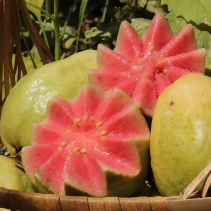 🔥 New Harvest Organic Pink Guava Seeds | Grow Your Own Tropical Fruit Tree At Home