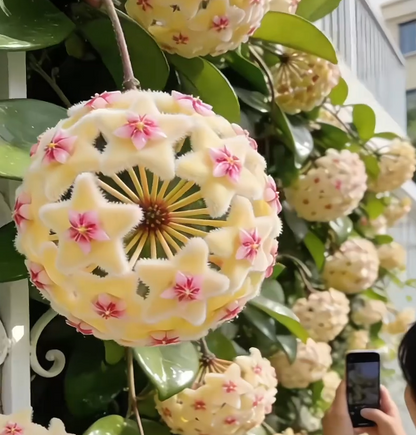 ✨Hoya Bulbs- Stars falling from the sky✨