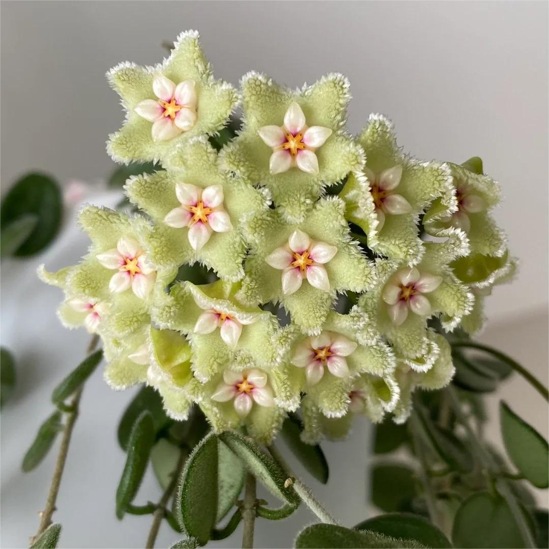 ✨Hoya Bulbs- Stars falling from the sky✨