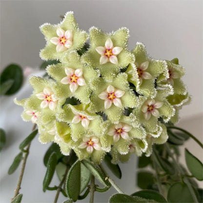✨Hoya Bulbs- Stars falling from the sky✨