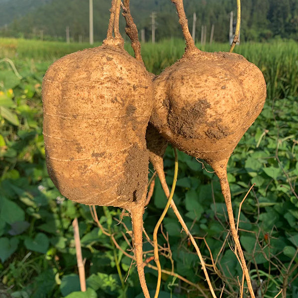 Sweet & Crunchy Jicama Seeds