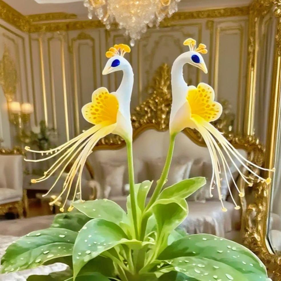 💎 Peacock Bloom Orchid