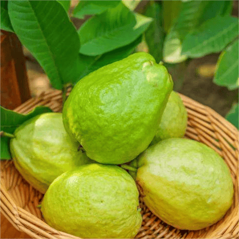 🔥 New Harvest Organic Pink Guava Seeds | Grow Your Own Tropical Fruit Tree At Home