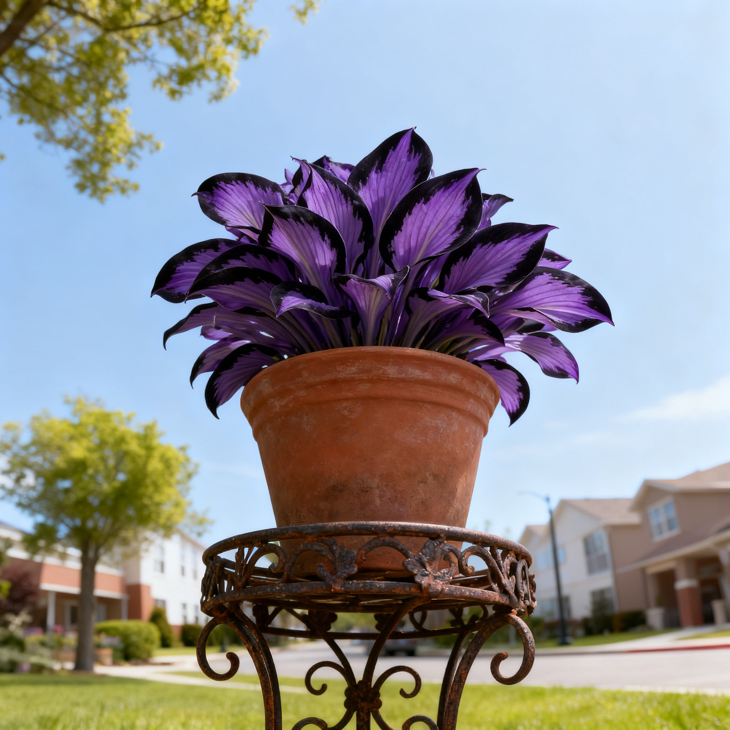 🌿🌌Rare Midnight Purple Hostas Seeds – Like Stars Sprinkled on Every Leaf