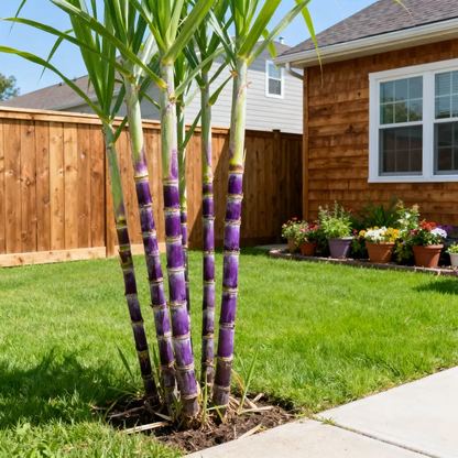 🌱 High-Yield Sugarcane Seeds - Easy to Survive & Grow. Perfect for Home Fruit Planting