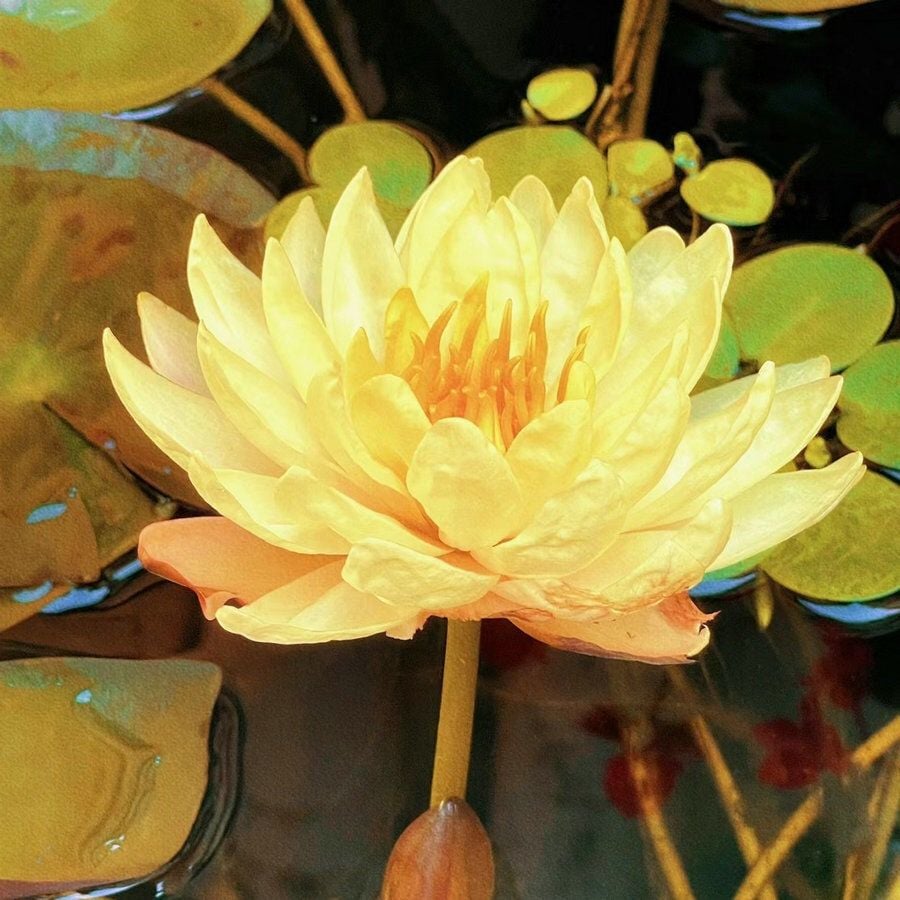💐The Sacred Bonsai Bowl Lotus Flower Seeds