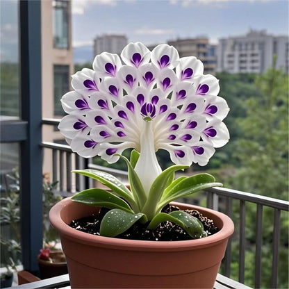 💠 The Queen of Fragrant Blooms — Peacock Orchid Bulbs for Pure Garden Luxury