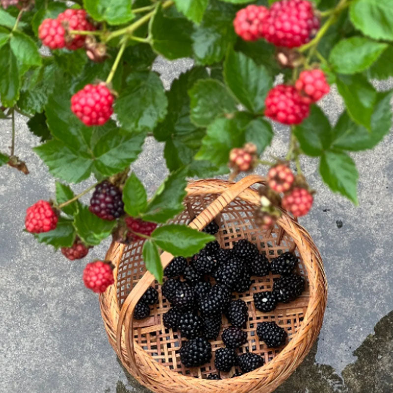 🍓BLACK RASPBERRY ORGANIC NATURAL SEEDS