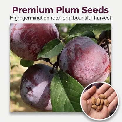 🌳LIMITED-TIME⏰🍑 Heirloom Non-GMO Grafted Plum Tree Live Seeds