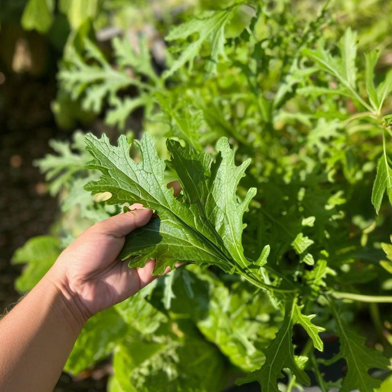 🌿SNOW MUSTARD SEEDS
