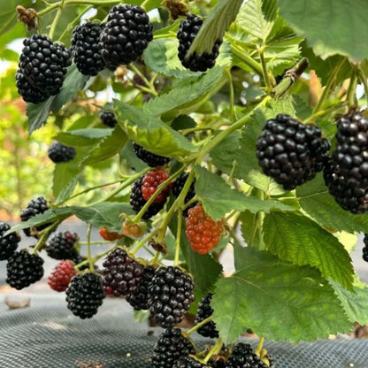 🍓BLACK RASPBERRY ORGANIC NATURAL SEEDS