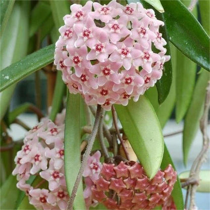 ✨Hoya Bulbs- Stars falling from the sky✨