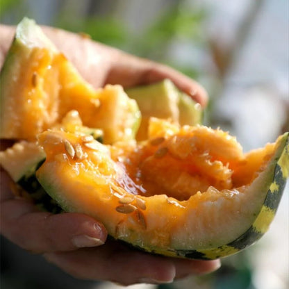 Ice Sugar Melon Seeds – Sweet. Easy. High-Yielding!