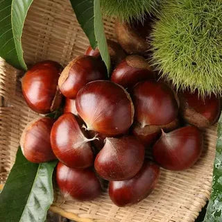 Dwarf Chestnut Seeds – Sweet and Fragrant Nuts