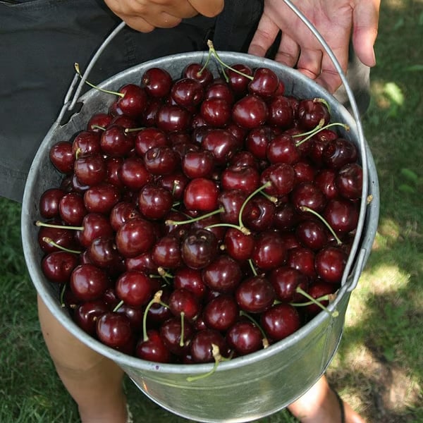 🍒Cherry tree seeds—Ideal for Gardens & Containers