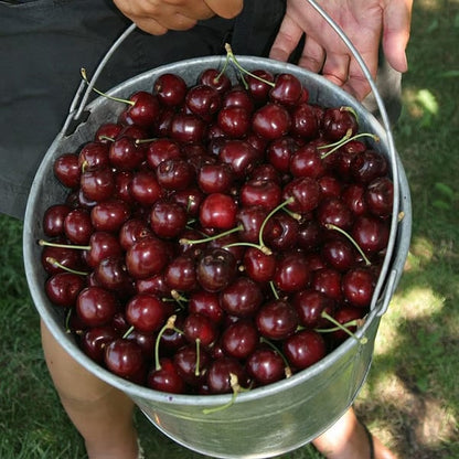 🍒Cherry tree seeds—Ideal for Gardens & Containers