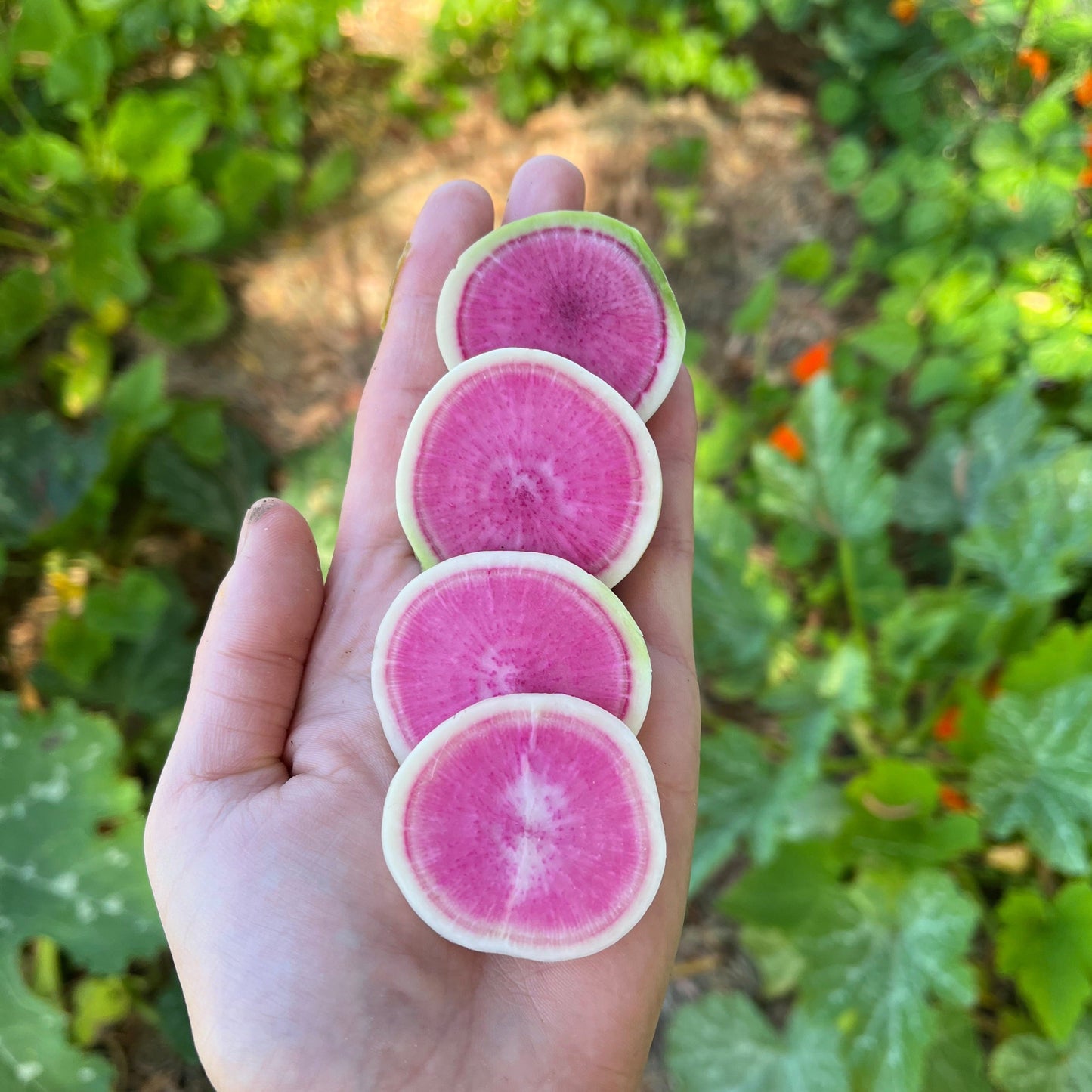 🥕Radish Watermelon Vegetable