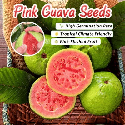 🔥 New Harvest Organic Pink Guava Seeds | Grow Your Own Tropical Fruit Tree At Home