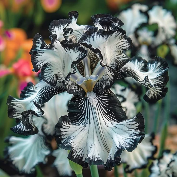 ⚜️Rare Tall Bearded Iris (Premium Bulb Variety)