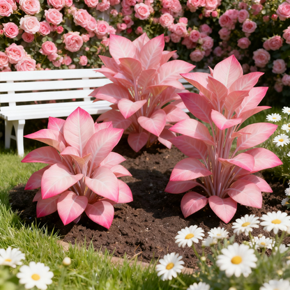 🌌Rare Midnight Hostas Seeds – Like Stars Sprinkled on Every Leaf