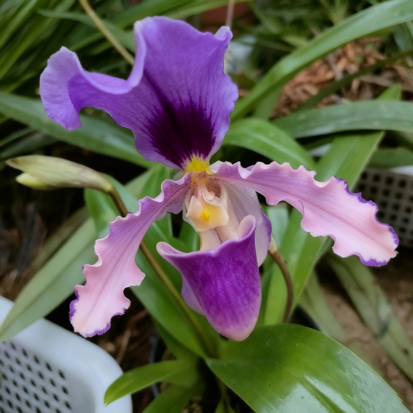 🔥Novel Plants! Monkey Orchid！🔥2025 New Arrivals