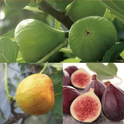 🏆Over 65.000 SOLD!🌿Mission Fig Tree Seeds – Easy to grow on your porch and balcony at home