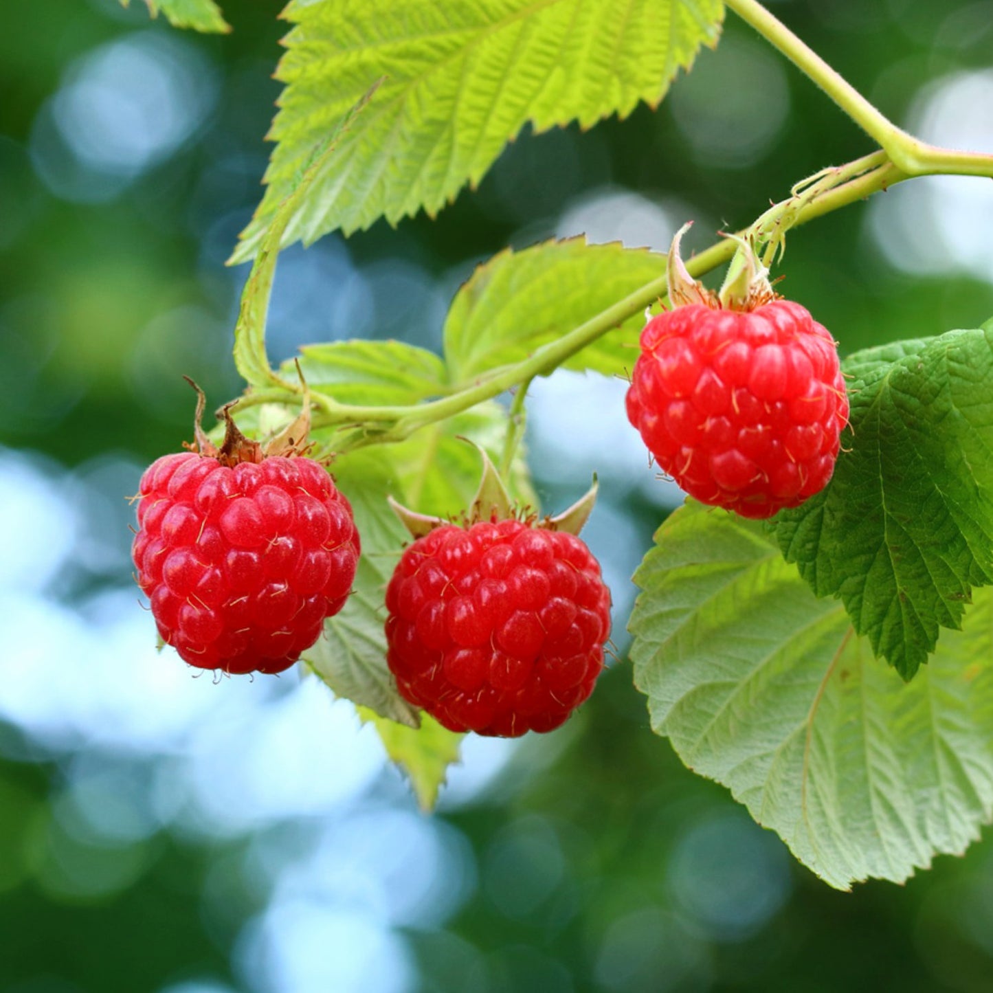 🍓Red Raspberry Seeds