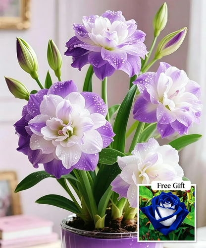 🌺 Amaryllis Bulbs– Dramatic Blooms. Effortless Grace! 🌿✨