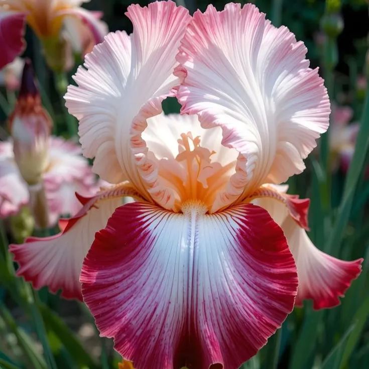⚜️Rare Tall Bearded Iris (Premium Bulb Variety)