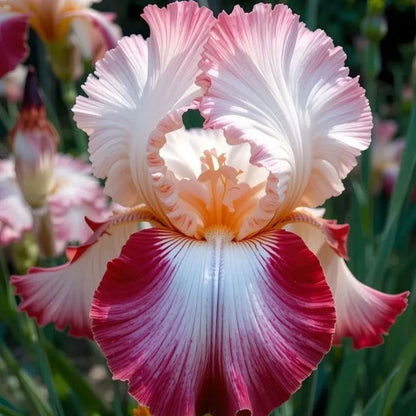 ⚜️Rare Tall Bearded Iris (Premium Bulb Variety)
