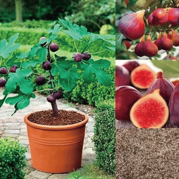 🏆Over 65.000 SOLD!🌿Mission Fig Tree Seeds – Easy to grow on your porch and balcony at home
