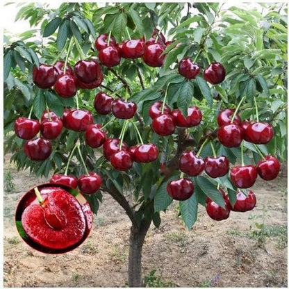 🍒Cherry tree seeds—Ideal for Gardens & Containers