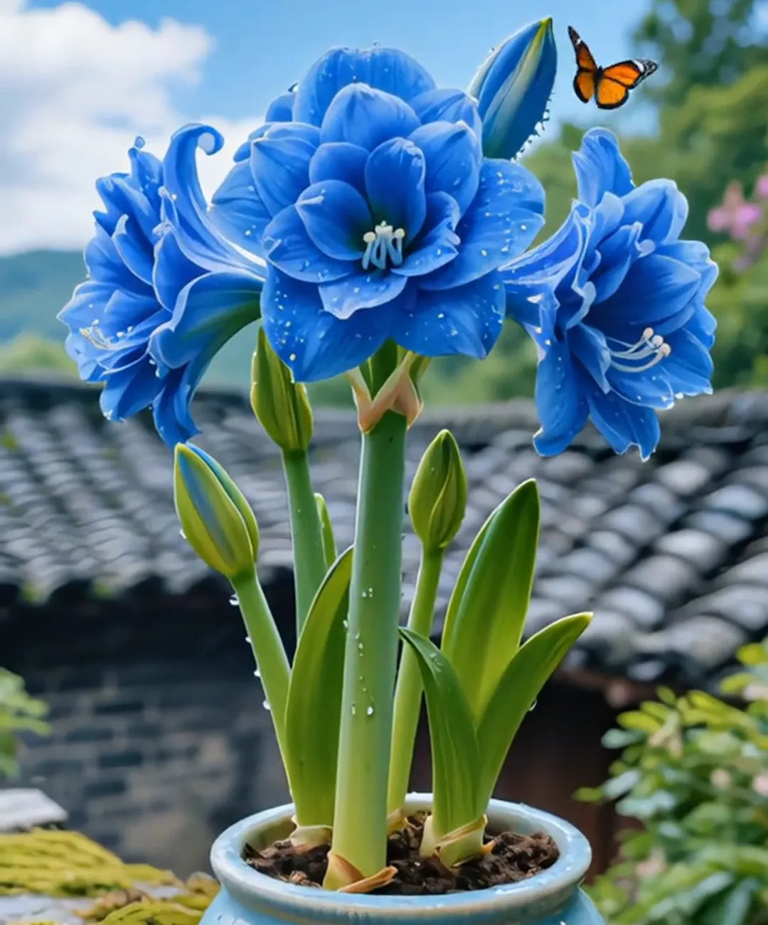 🌺 Amaryllis Bulbs– Dramatic Blooms. Effortless Grace! 🌿✨