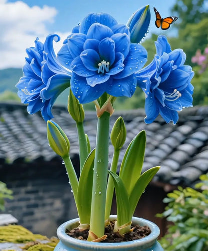 🌺 Amaryllis Bulbs– Dramatic Blooms. Effortless Grace! 🌿✨