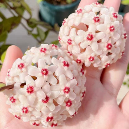 ✨Hoya Bulbs- Stars falling from the sky✨