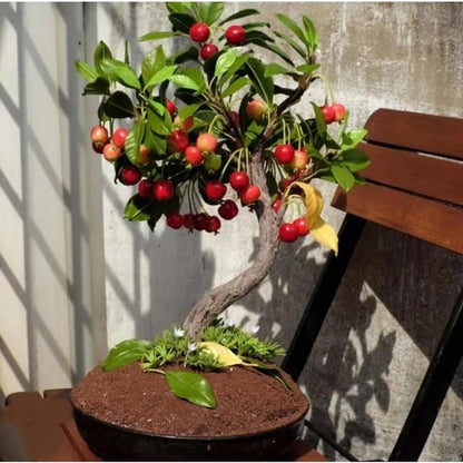 🍒Cherry tree seeds—Ideal for Gardens & Containers