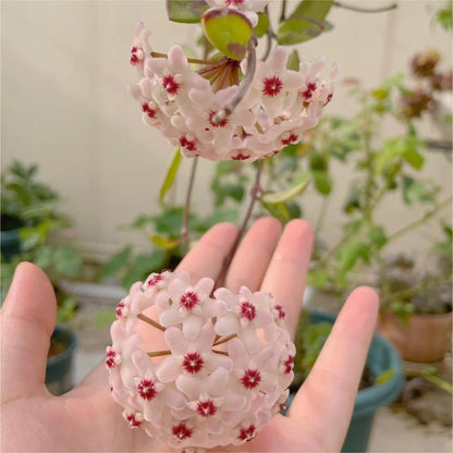 ✨Hoya Bulbs- Stars falling from the sky✨