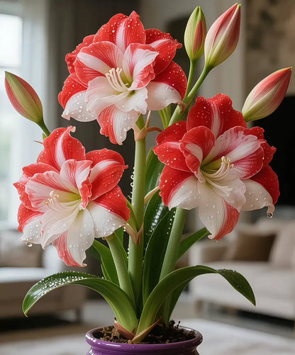 🌺 Amaryllis Bulbs– Dramatic Blooms. Effortless Grace! 🌿✨