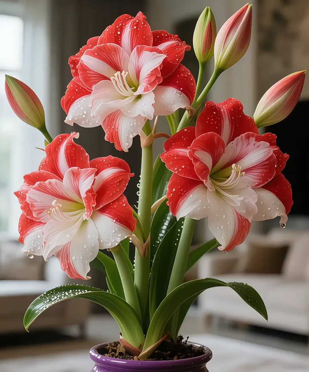 🌺 Amaryllis Bulbs– Dramatic Blooms. Effortless Grace! 🌿✨