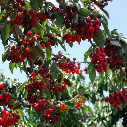🍒Cherry tree seeds—Ideal for Gardens & Containers
