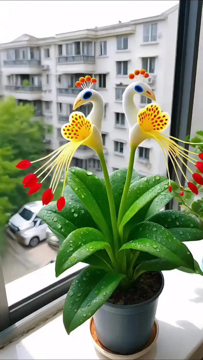 💎 Peacock Bloom Orchid