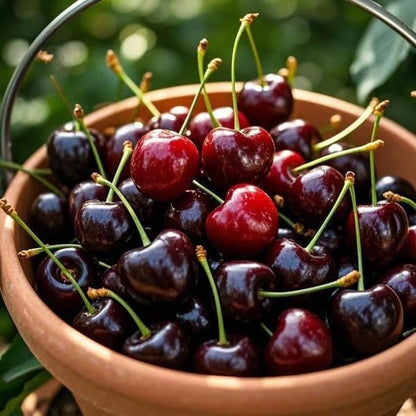 🍒Cherry tree seeds—Ideal for Gardens & Containers