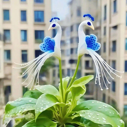 💎 Peacock Bloom Orchid