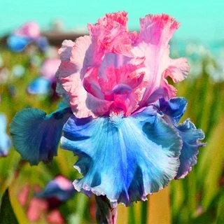 ⚜️Rare Tall Bearded Iris (Premium Bulb Variety)